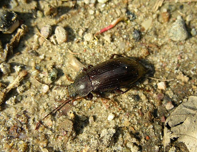 Phosphuga atrata, Stenomax aeneus, Amara aenea